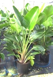 14" Bird of Paradise